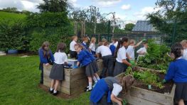 School Vegetable Garden Harvest