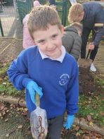 Daffodil Bulb Planting