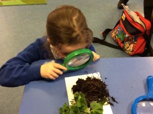 Plants 